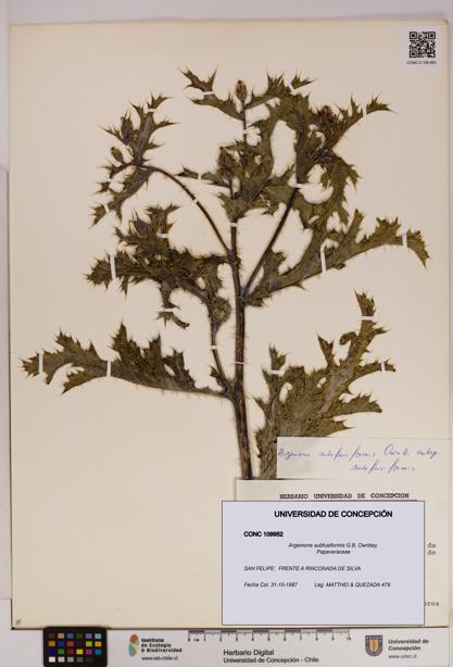 Argemone subfusiformis [Espécimen: UDEC:CONC:0109952]