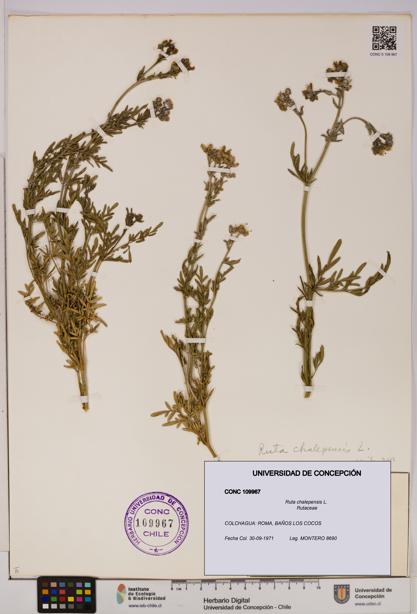 Ruta chalepensis [Espécimen: UDEC:CONC:0109967]