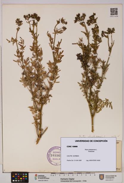 Ruta chalepensis [Espécimen: UDEC:CONC:0109968]