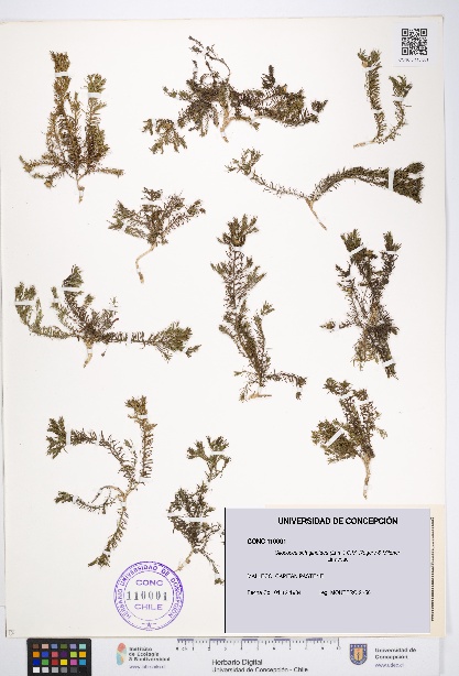 Cliococca selaginoides [Espécimen: UDEC:CONC:0110001]