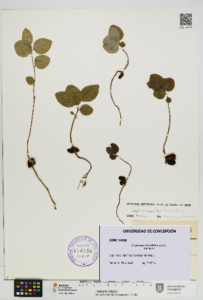 Cryptocarya alba [Espécimen: UDEC:CONC:0110026]