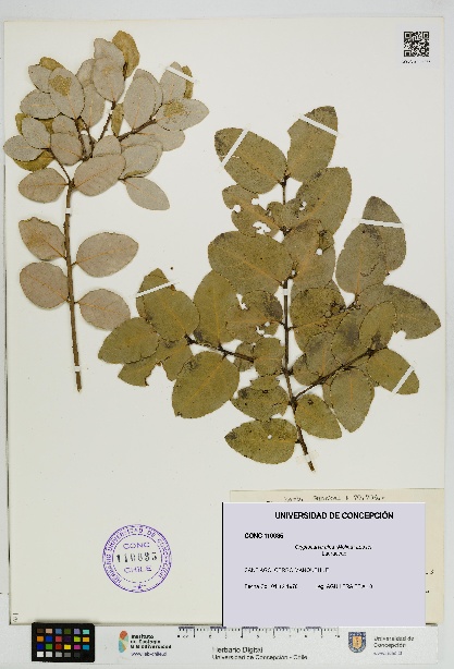 Cryptocarya alba [Espécimen: UDEC:CONC:0110035]
