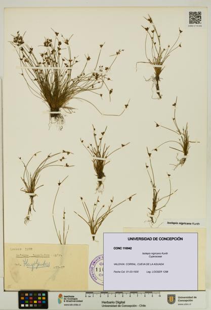 Isolepis nigricans [Espécimen: UDEC:CONC:0110042]
