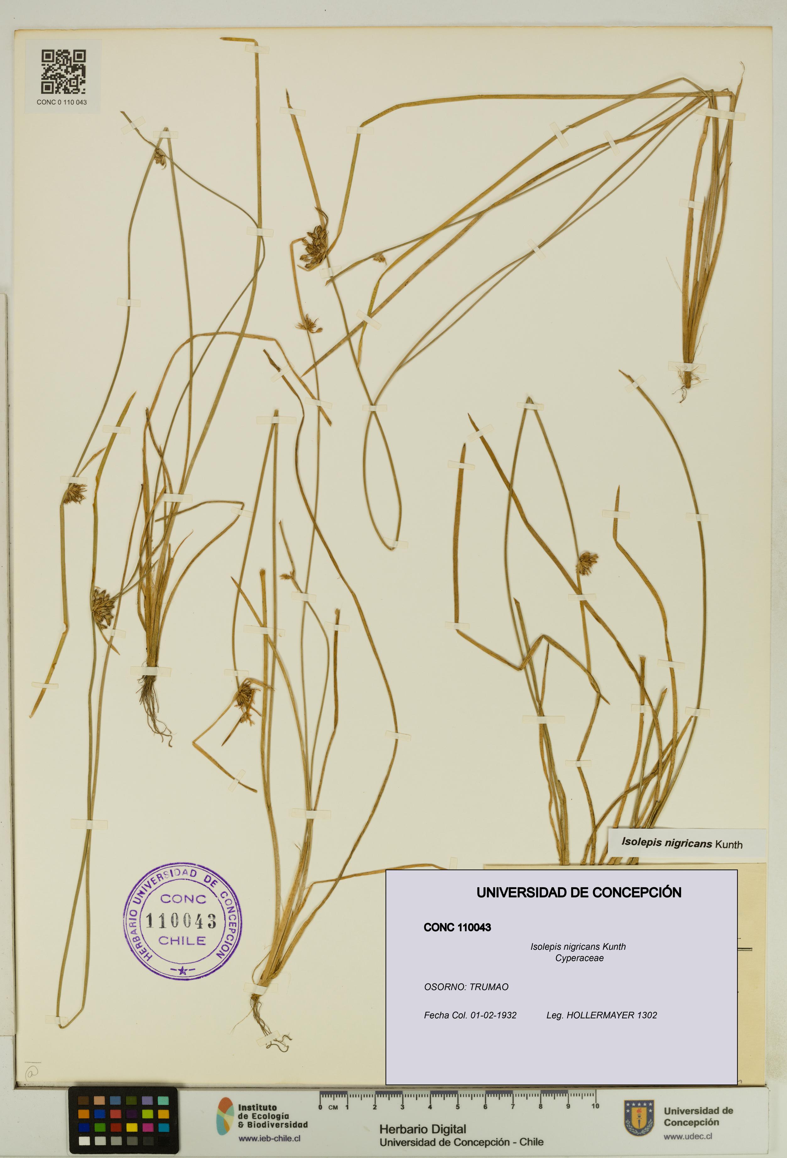 Isolepis nigricans [Espécimen: UDEC:CONC:0110043]