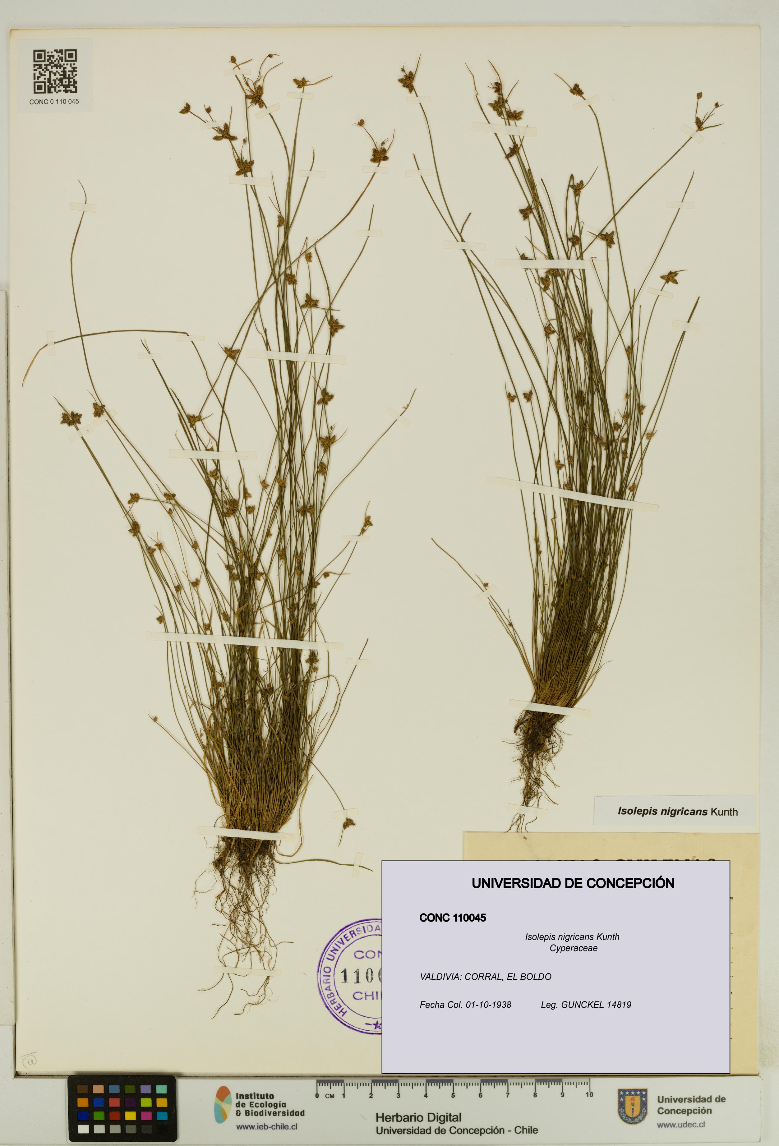 Isolepis nigricans [Espécimen: UDEC:CONC:0110045]