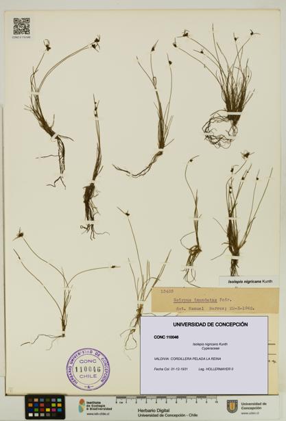 Isolepis nigricans [Espécimen: UDEC:CONC:0110046]