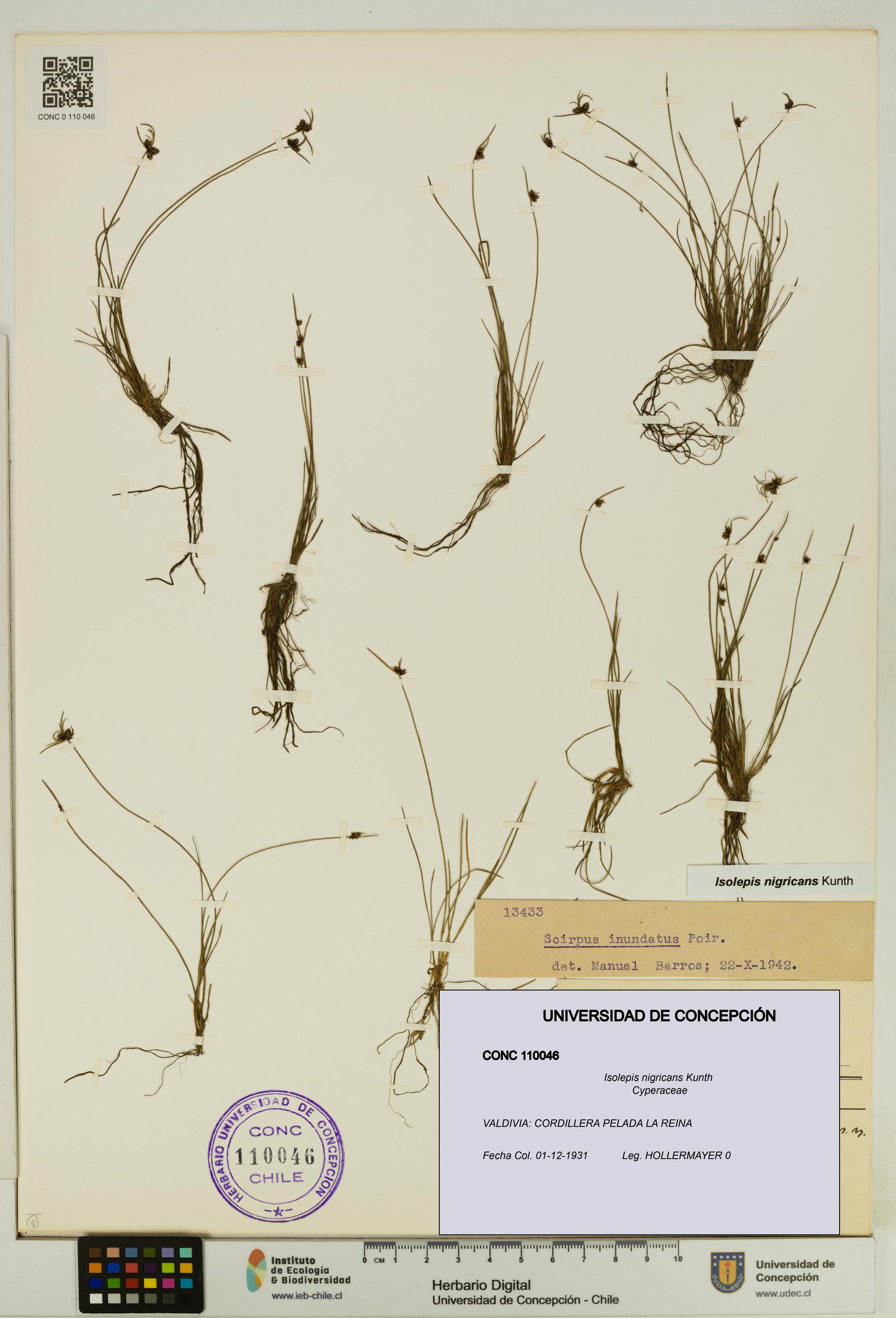 Isolepis nigricans [Espécimen: UDEC:CONC:0110046]