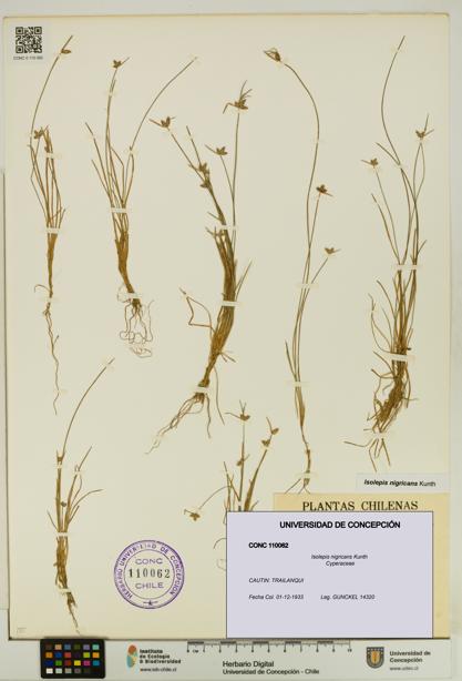 Isolepis nigricans [Espécimen: UDEC:CONC:0110062]