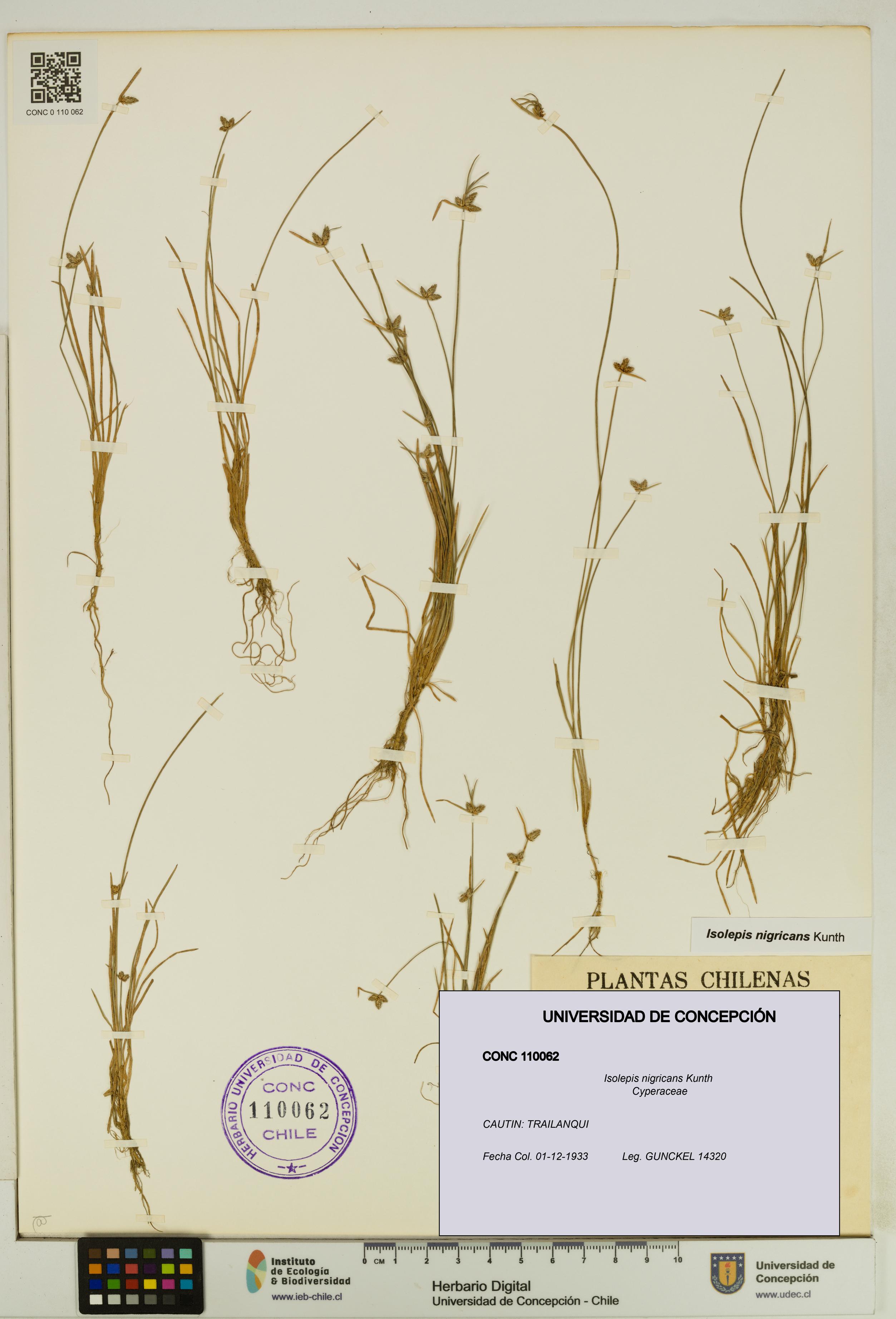Isolepis nigricans [Espécimen: UDEC:CONC:0110062]