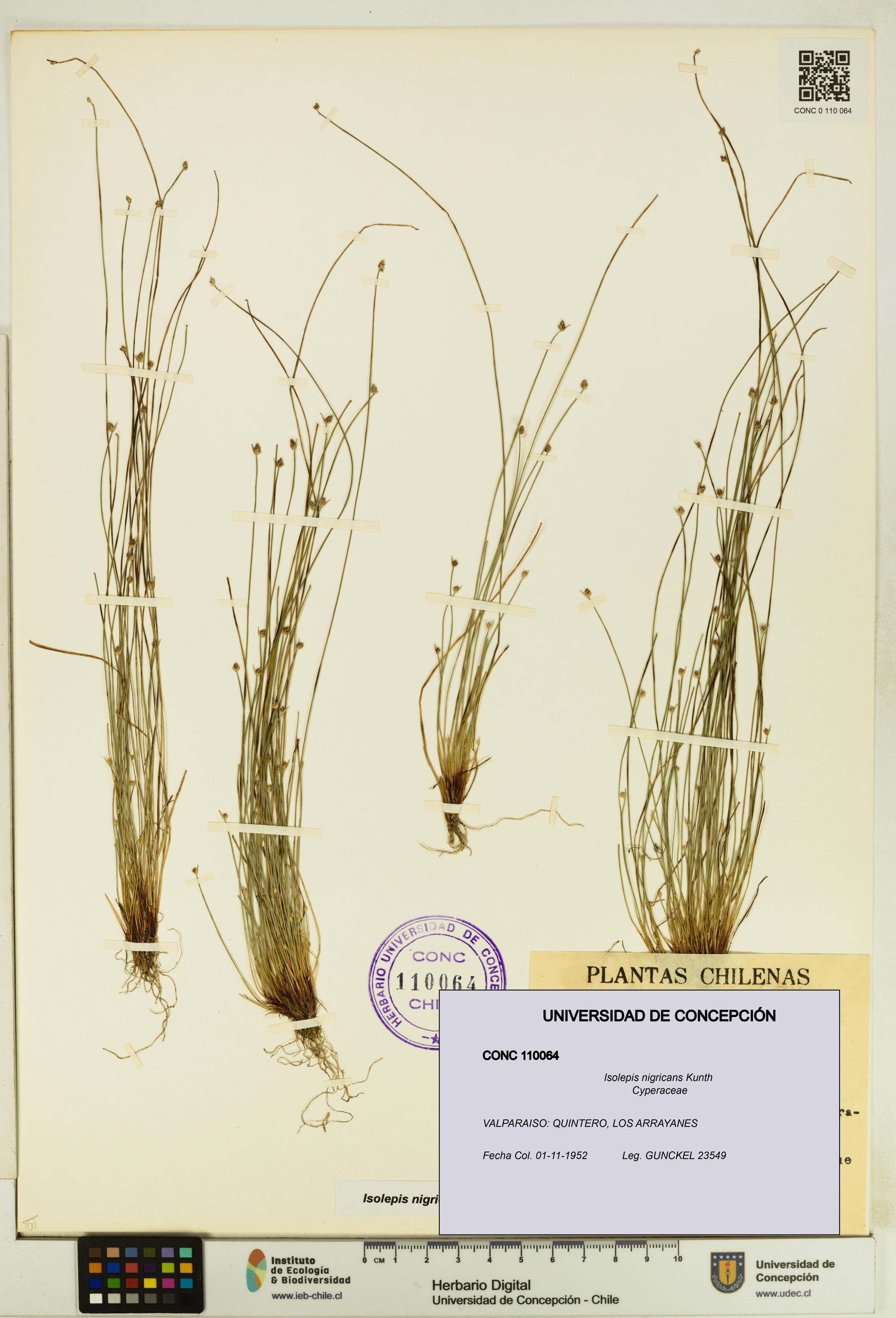 Isolepis nigricans [Espécimen: UDEC:CONC:0110064]