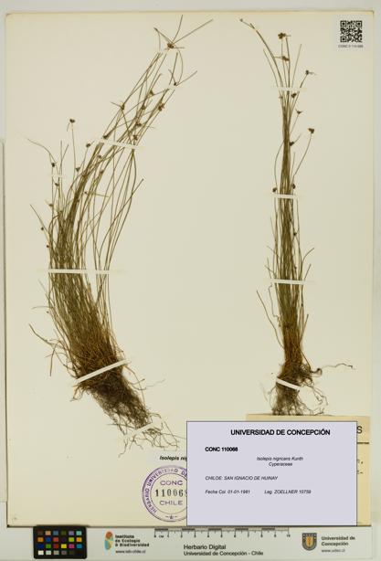 Isolepis nigricans [Espécimen: UDEC:CONC:0110068]