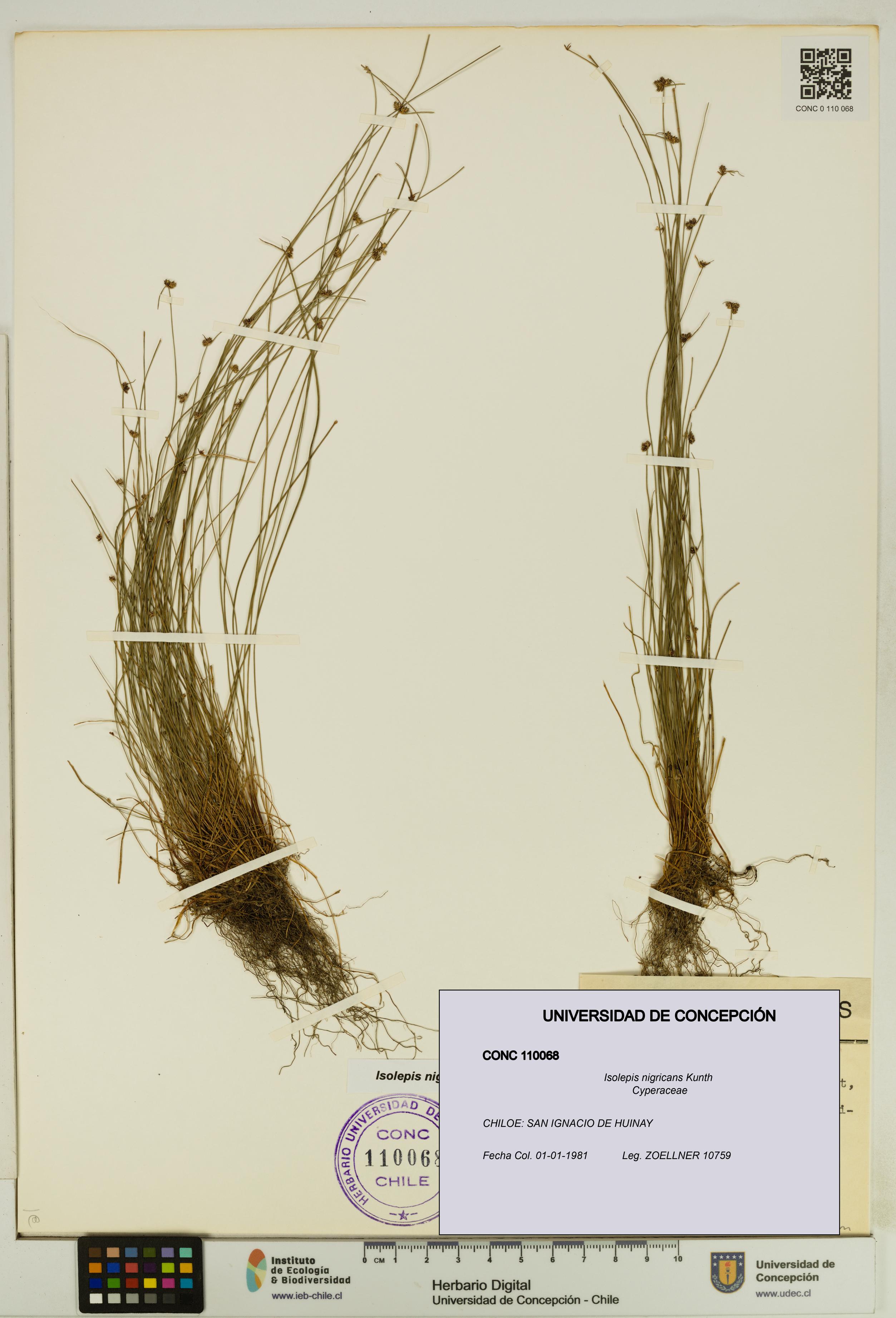Isolepis nigricans [Espécimen: UDEC:CONC:0110068]