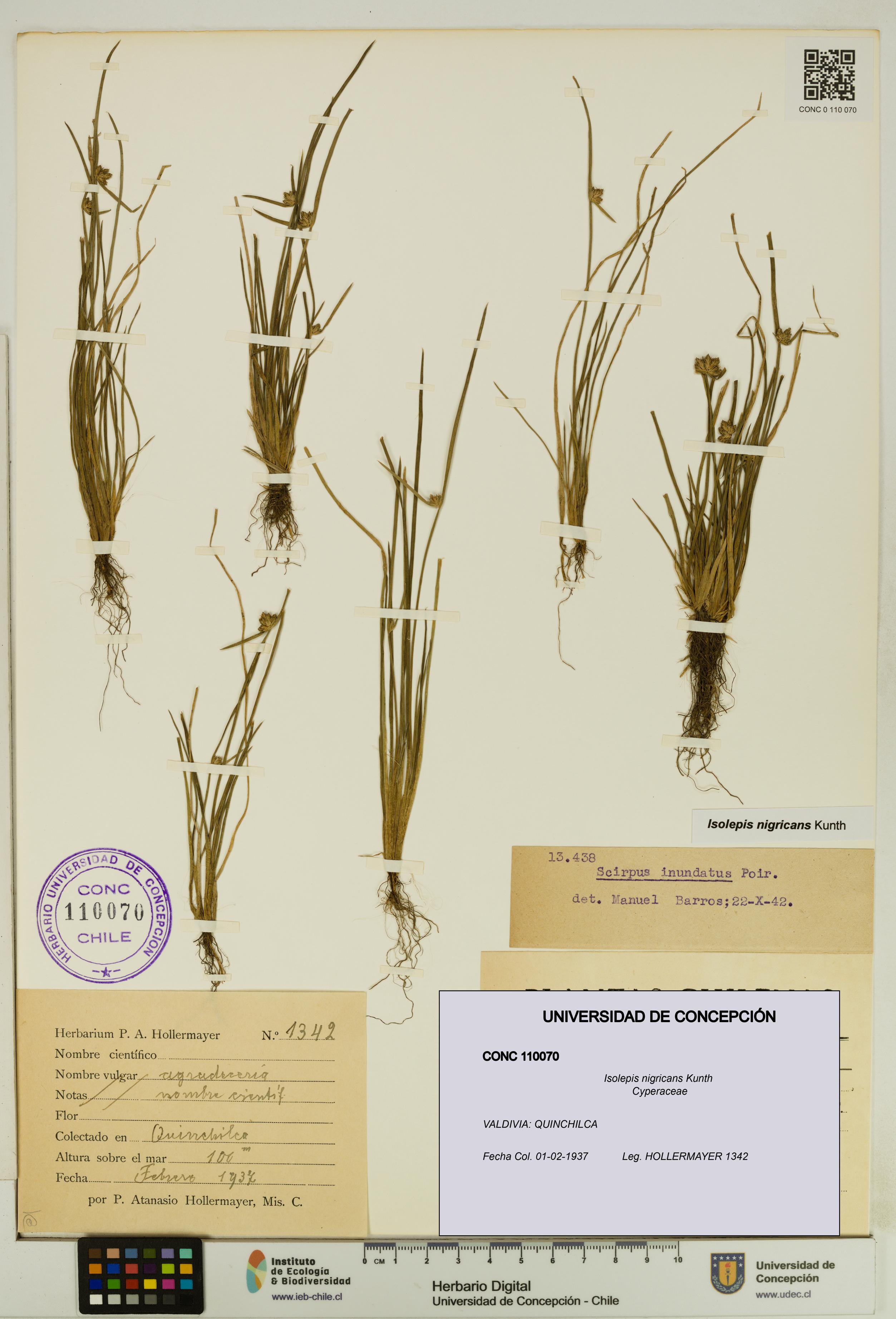 Isolepis nigricans [Espécimen: UDEC:CONC:0110070]