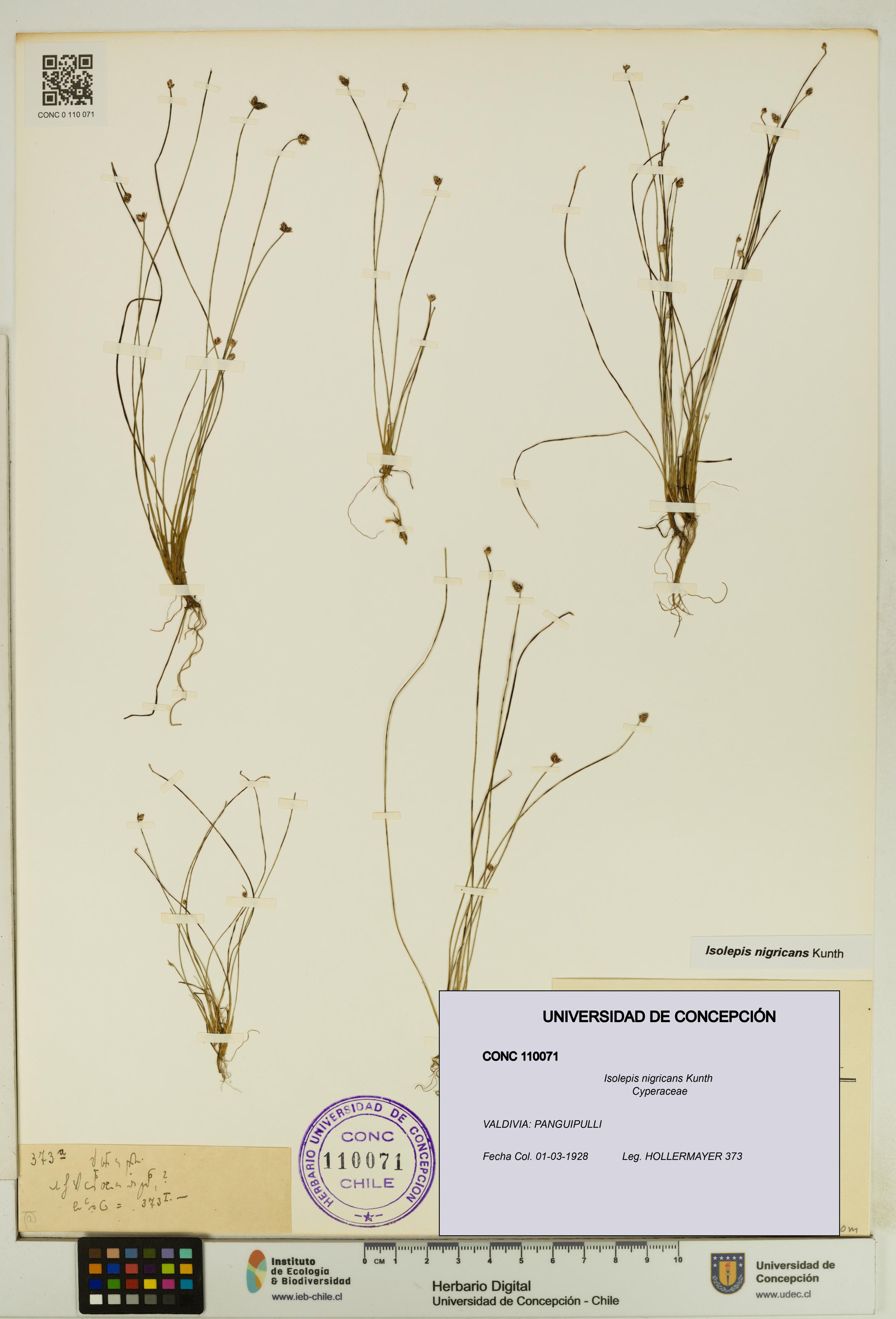 Isolepis nigricans [Espécimen: UDEC:CONC:0110071]