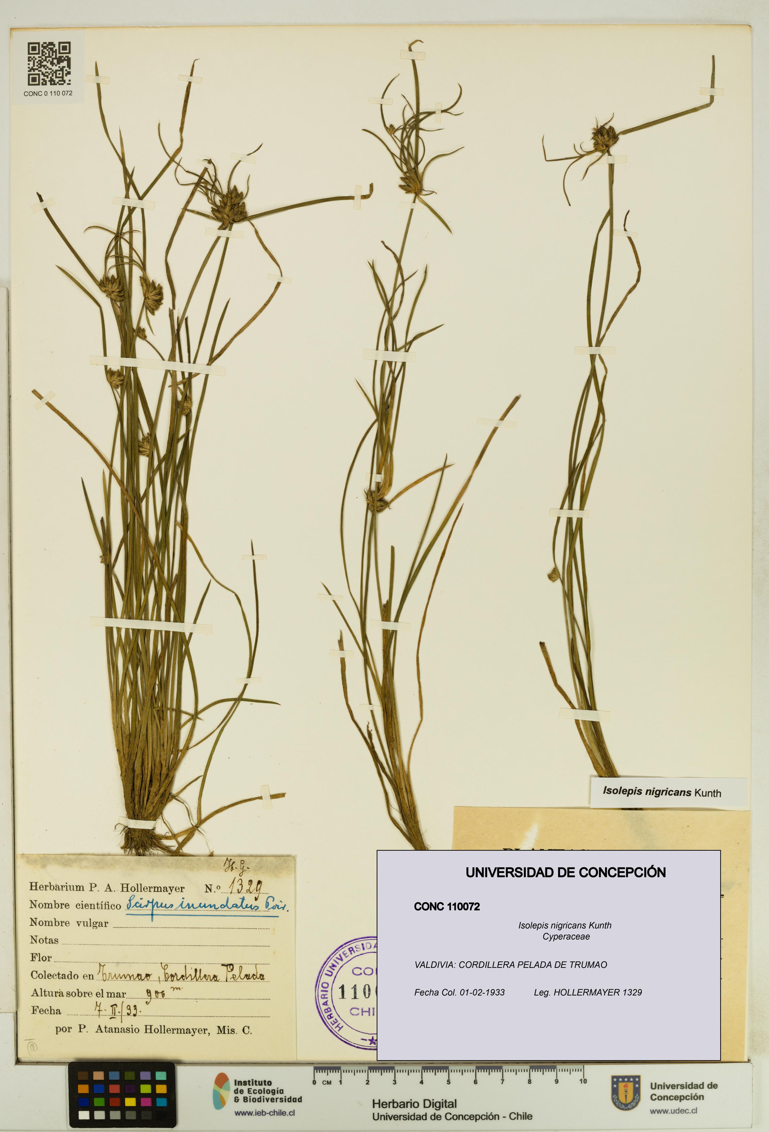 Isolepis nigricans [Espécimen: UDEC:CONC:0110072]