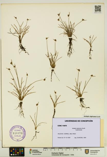 Isolepis nigricans [Espécimen: UDEC:CONC:0110073]