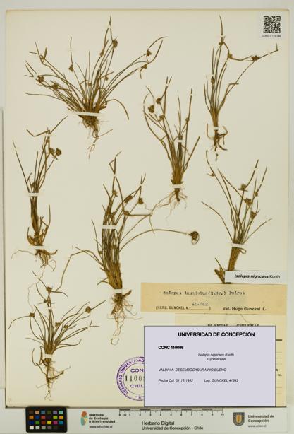 Isolepis nigricans [Espécimen: UDEC:CONC:0110086]