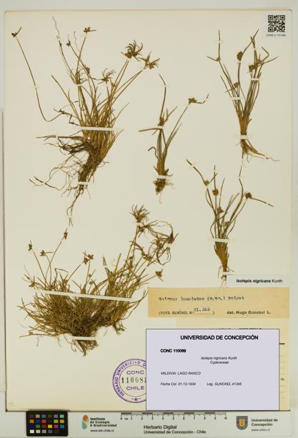 Isolepis nigricans [Espécimen: UDEC:CONC:0110089]