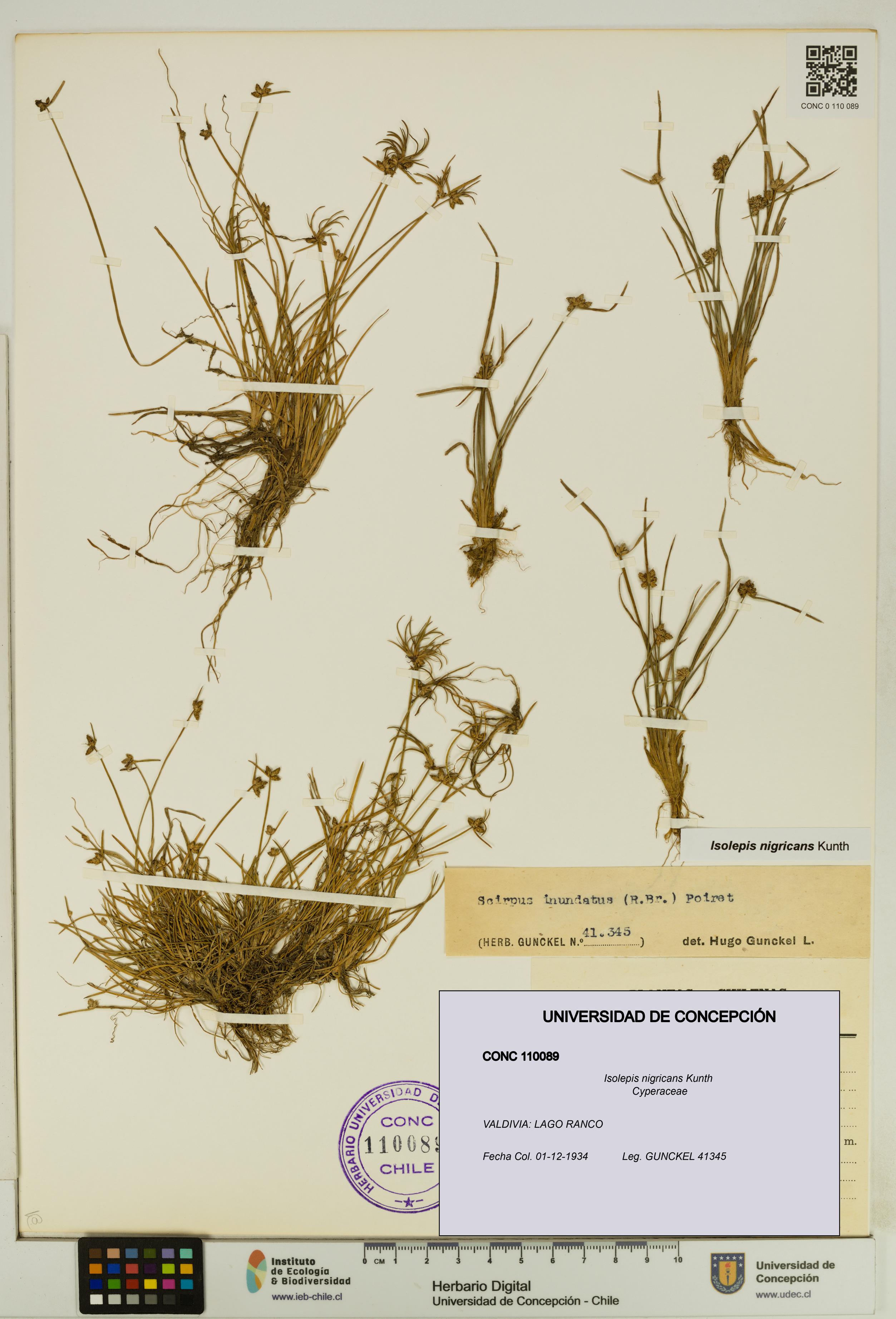 Isolepis nigricans [Espécimen: UDEC:CONC:0110089]