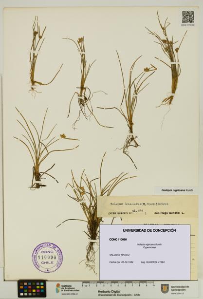 Isolepis nigricans [Espécimen: UDEC:CONC:0110090]