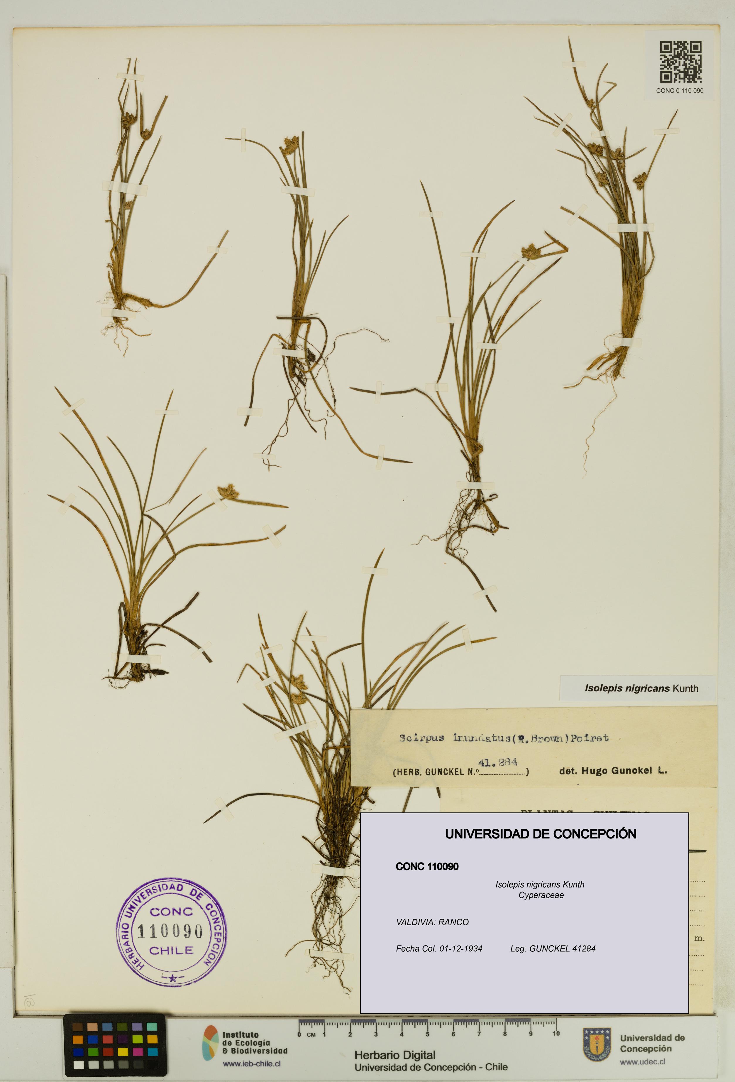 Isolepis nigricans [Espécimen: UDEC:CONC:0110090]