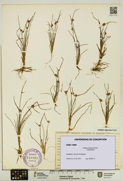 Isolepis nigricans [Espécimen: UDEC:CONC:0110091]