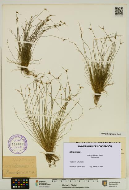 Isolepis nigricans [Espécimen: UDEC:CONC:0110092]