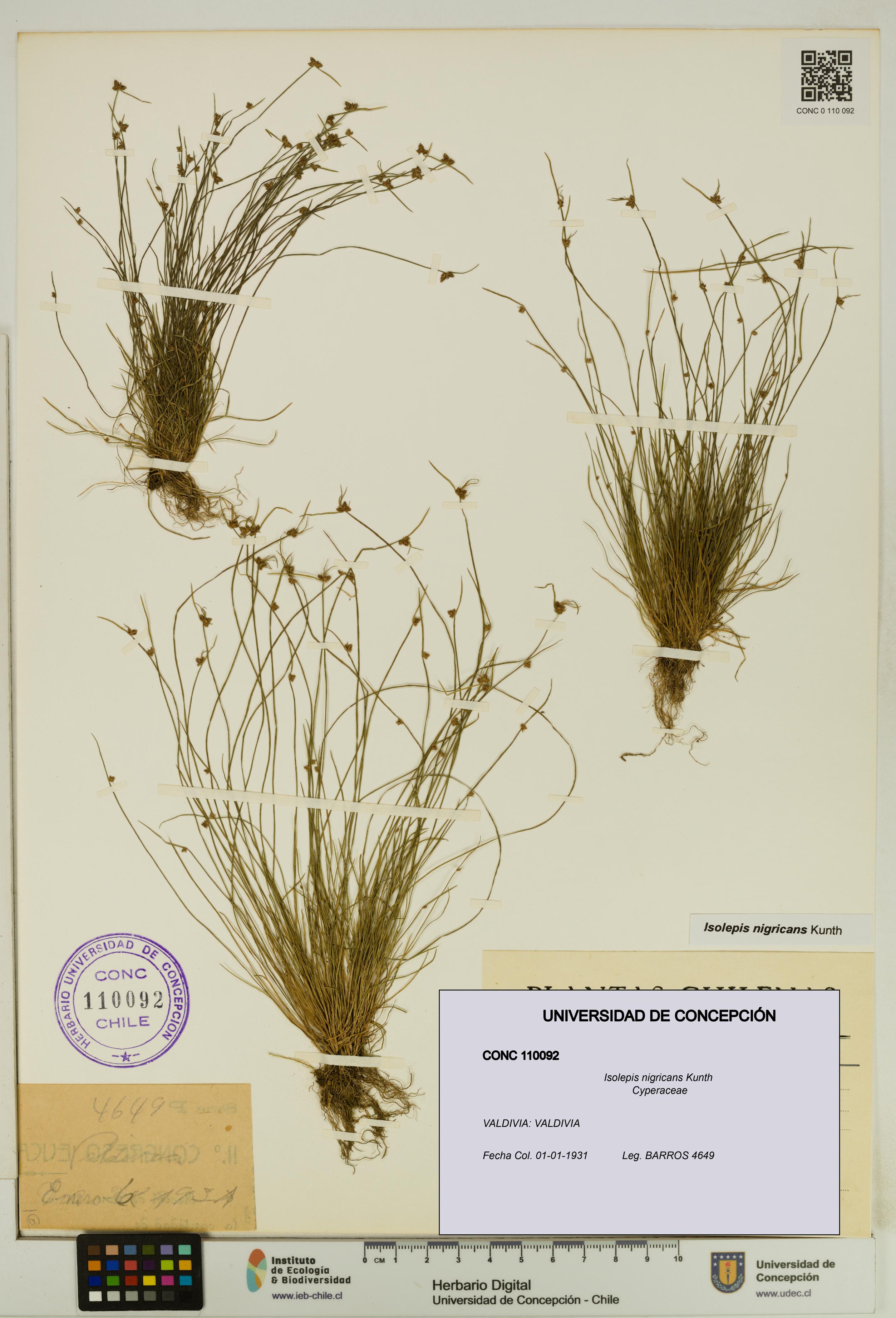 Isolepis nigricans [Espécimen: UDEC:CONC:0110092]