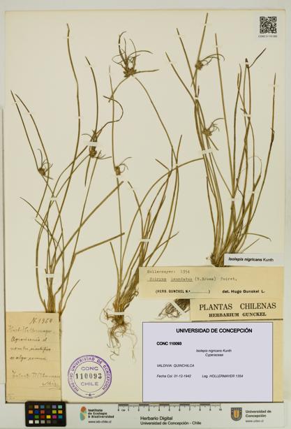 Isolepis nigricans [Espécimen: UDEC:CONC:0110093]
