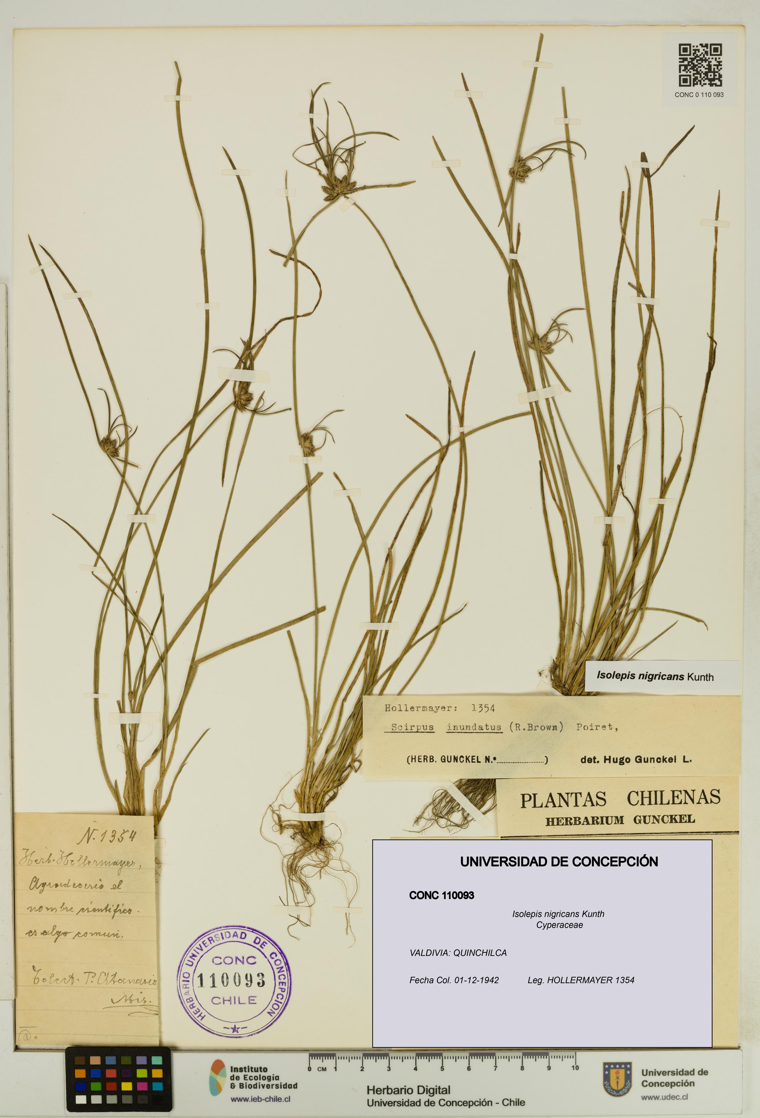 Isolepis nigricans [Espécimen: UDEC:CONC:0110093]