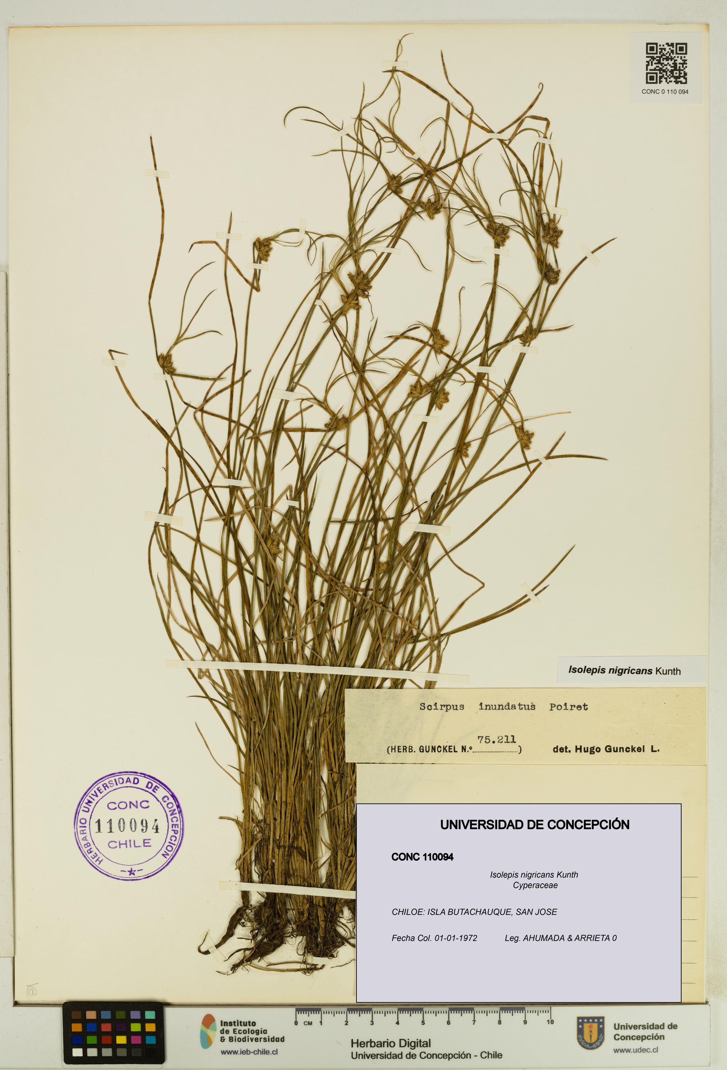 Isolepis nigricans [Espécimen: UDEC:CONC:0110094]