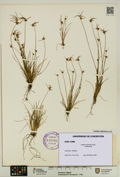 Isolepis nigricans [Espécimen: UDEC:CONC:0110095]