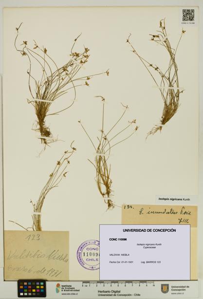 Isolepis nigricans [Espécimen: UDEC:CONC:0110096]