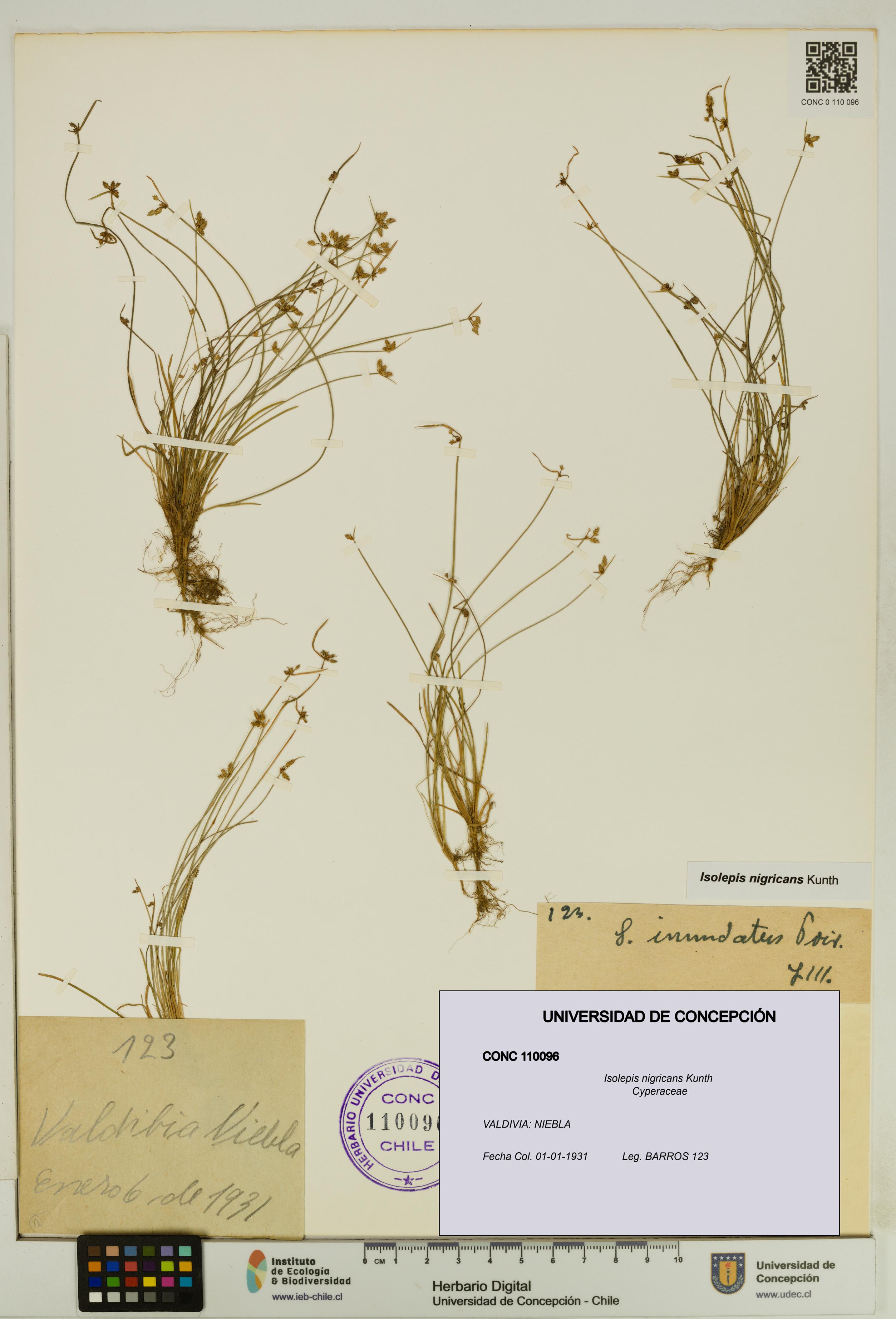 Isolepis nigricans [Espécimen: UDEC:CONC:0110096]