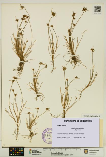 Isolepis nigricans [Espécimen: UDEC:CONC:0110114]