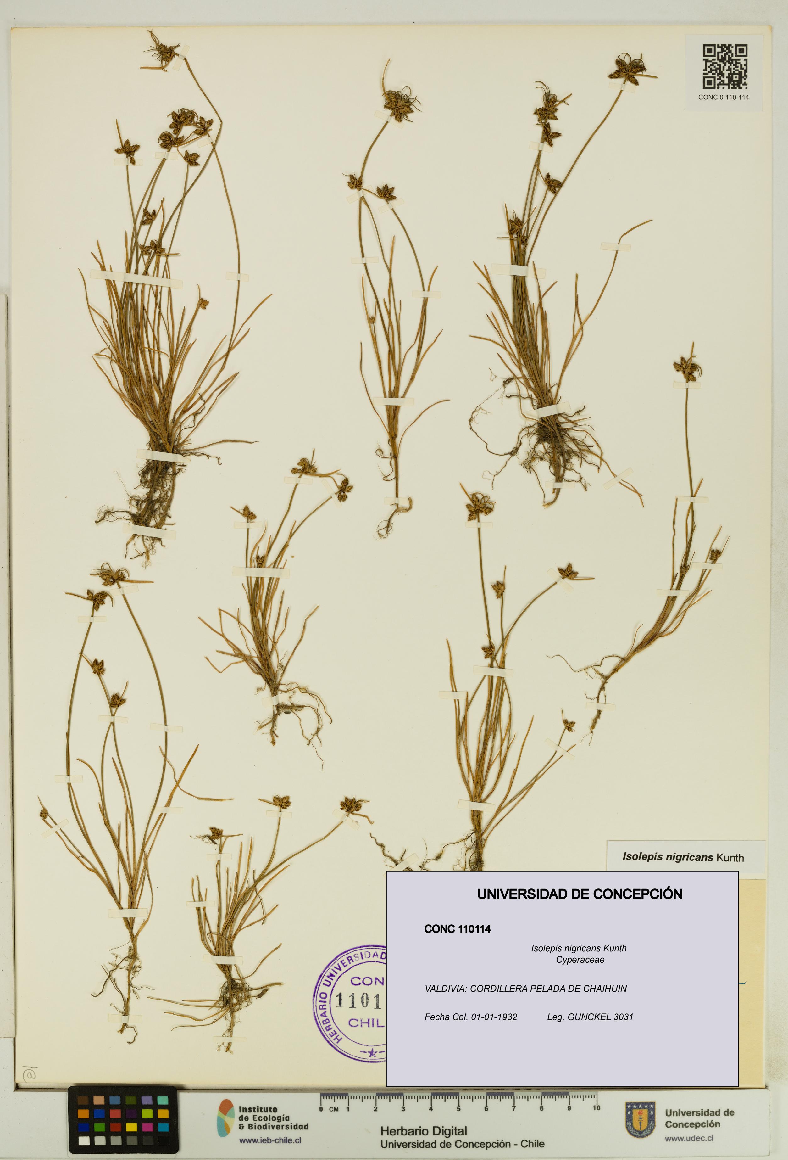 Isolepis nigricans [Espécimen: UDEC:CONC:0110114]
