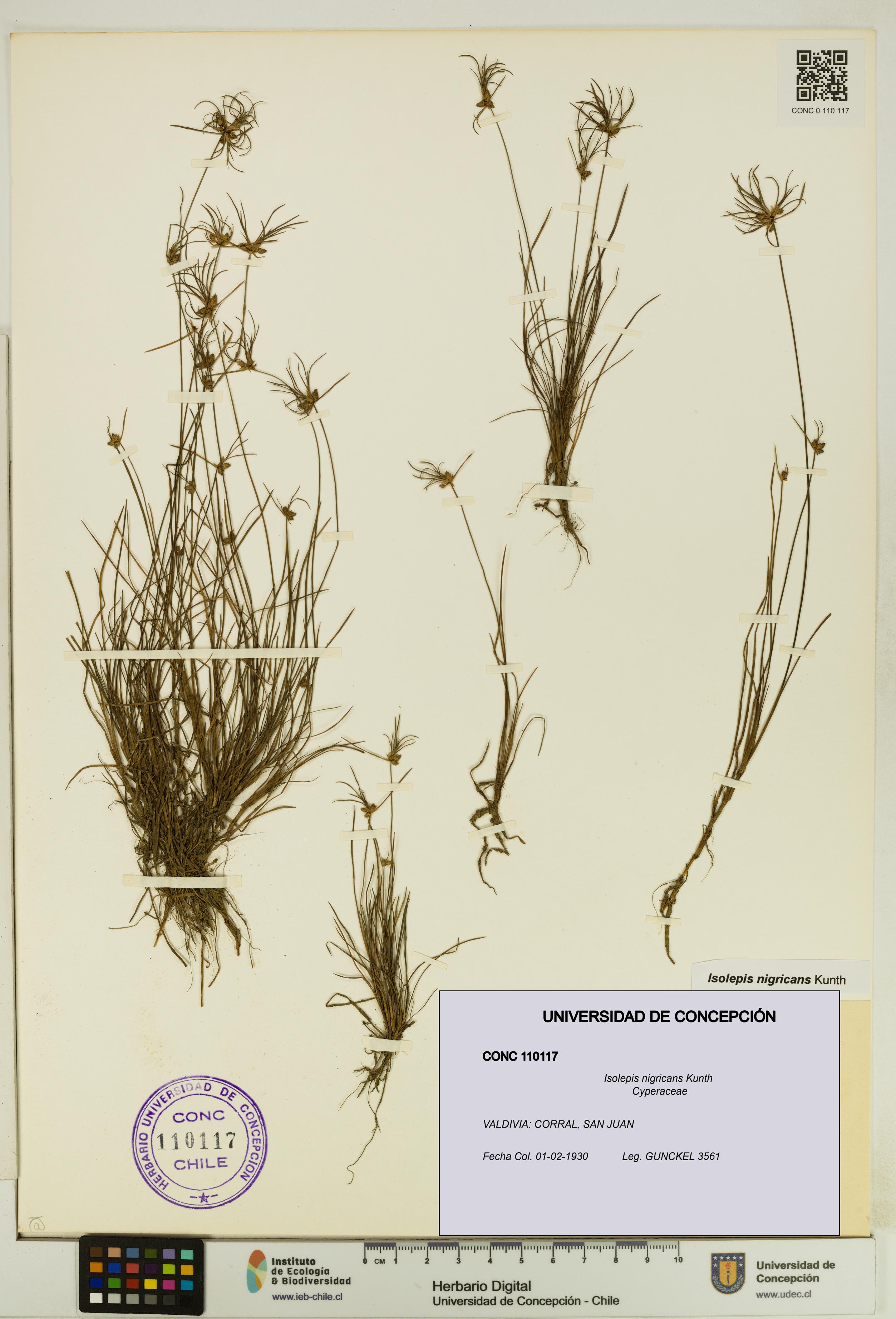 Isolepis nigricans [Espécimen: UDEC:CONC:0110117]