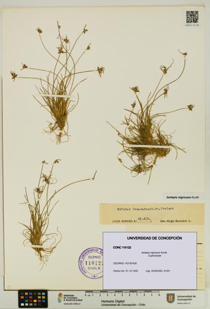 Isolepis nigricans [Espécimen: UDEC:CONC:0110122]