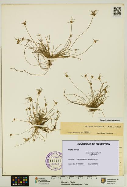 Isolepis nigricans [Espécimen: UDEC:CONC:0110123]