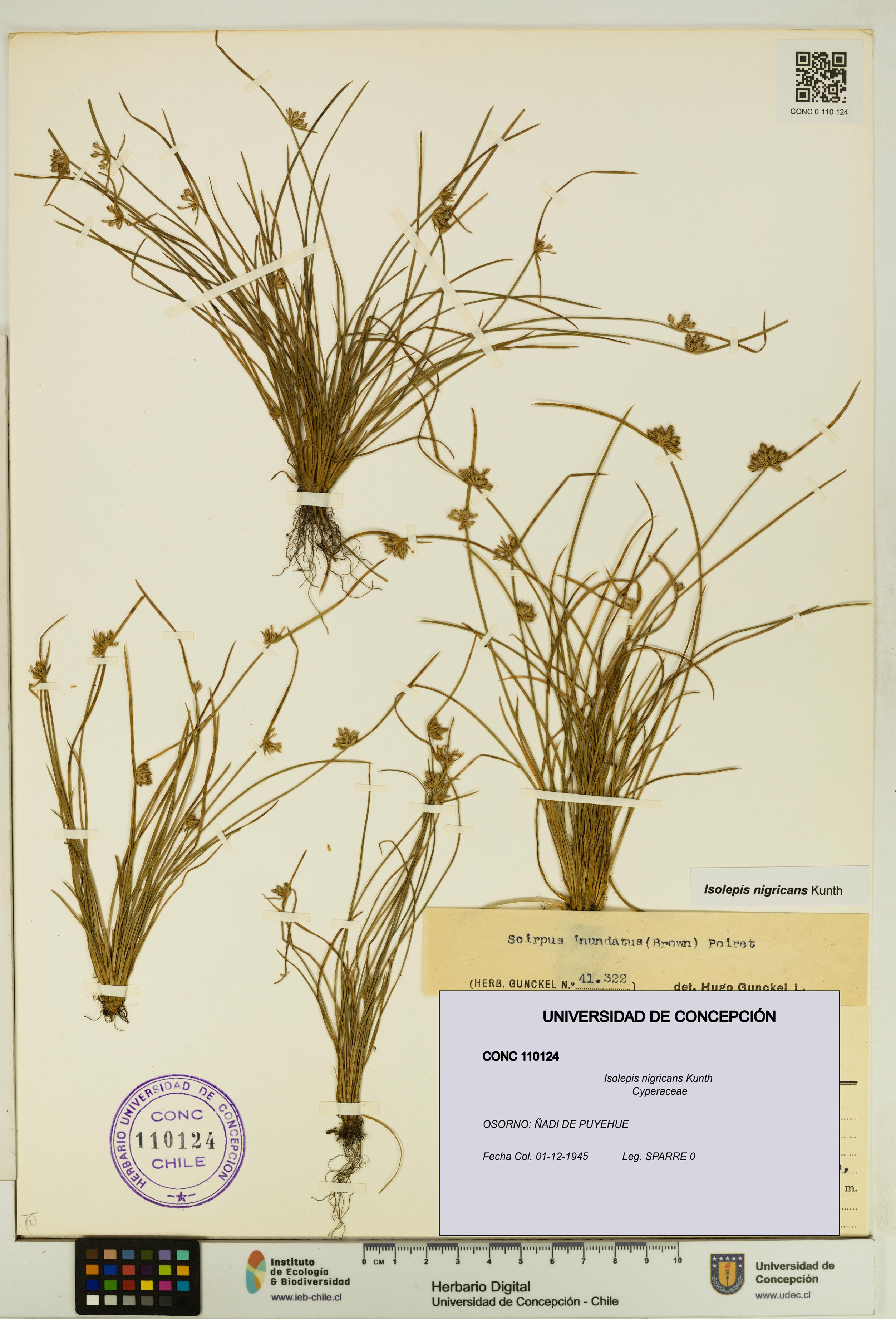 Isolepis nigricans [Espécimen: UDEC:CONC:0110124]