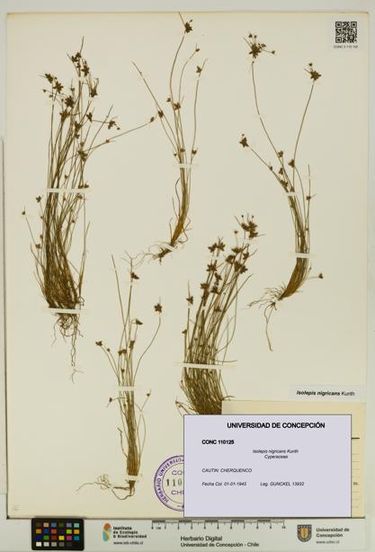 Isolepis nigricans [Espécimen: UDEC:CONC:0110125]