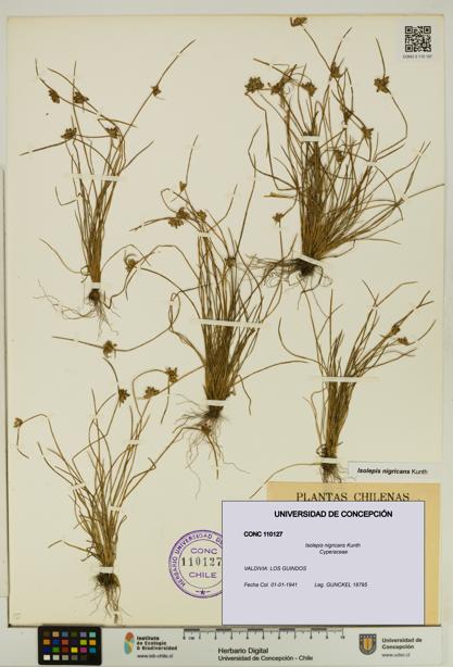 Isolepis nigricans [Espécimen: UDEC:CONC:0110127]