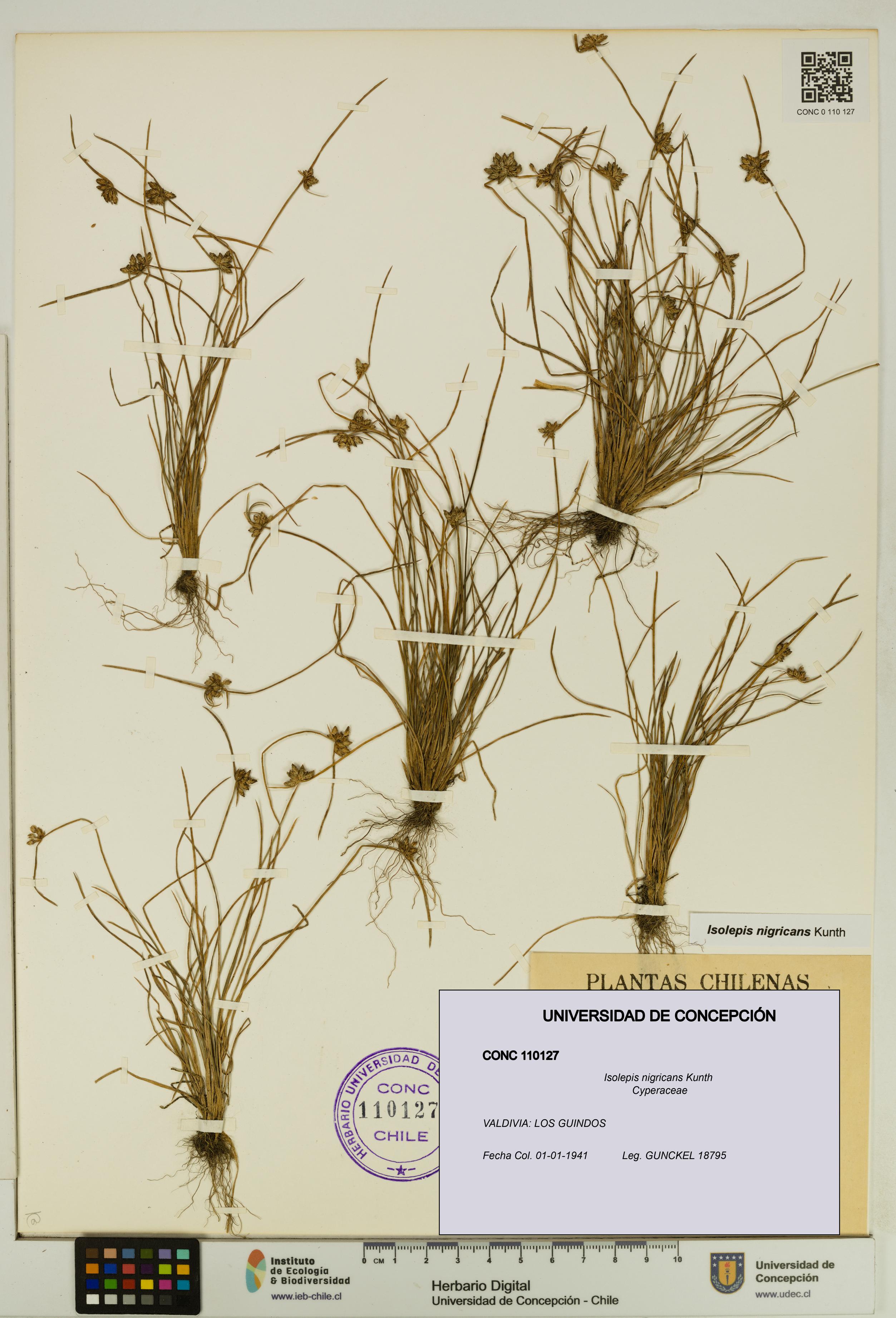 Isolepis nigricans [Espécimen: UDEC:CONC:0110127]