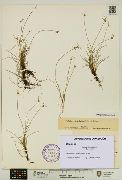 Isolepis nigricans [Espécimen: UDEC:CONC:0110128]