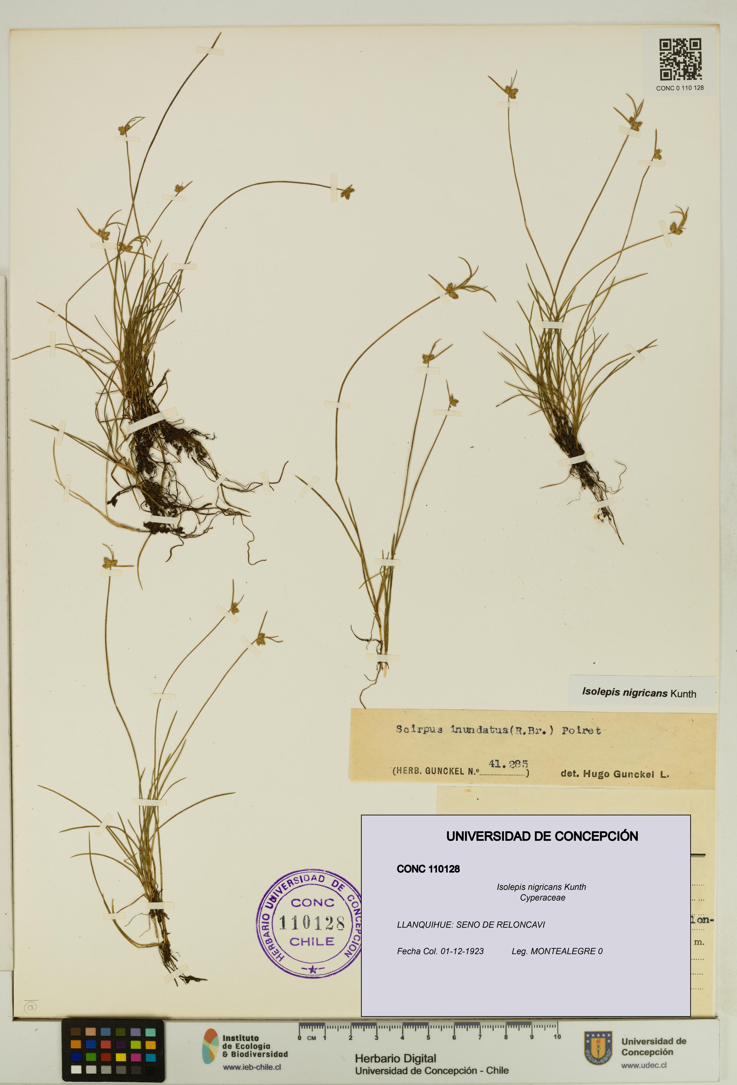 Isolepis nigricans [Espécimen: UDEC:CONC:0110128]
