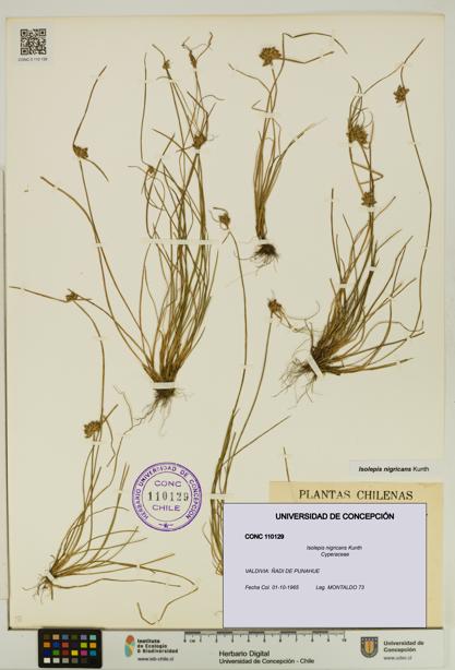 Isolepis nigricans [Espécimen: UDEC:CONC:0110129]