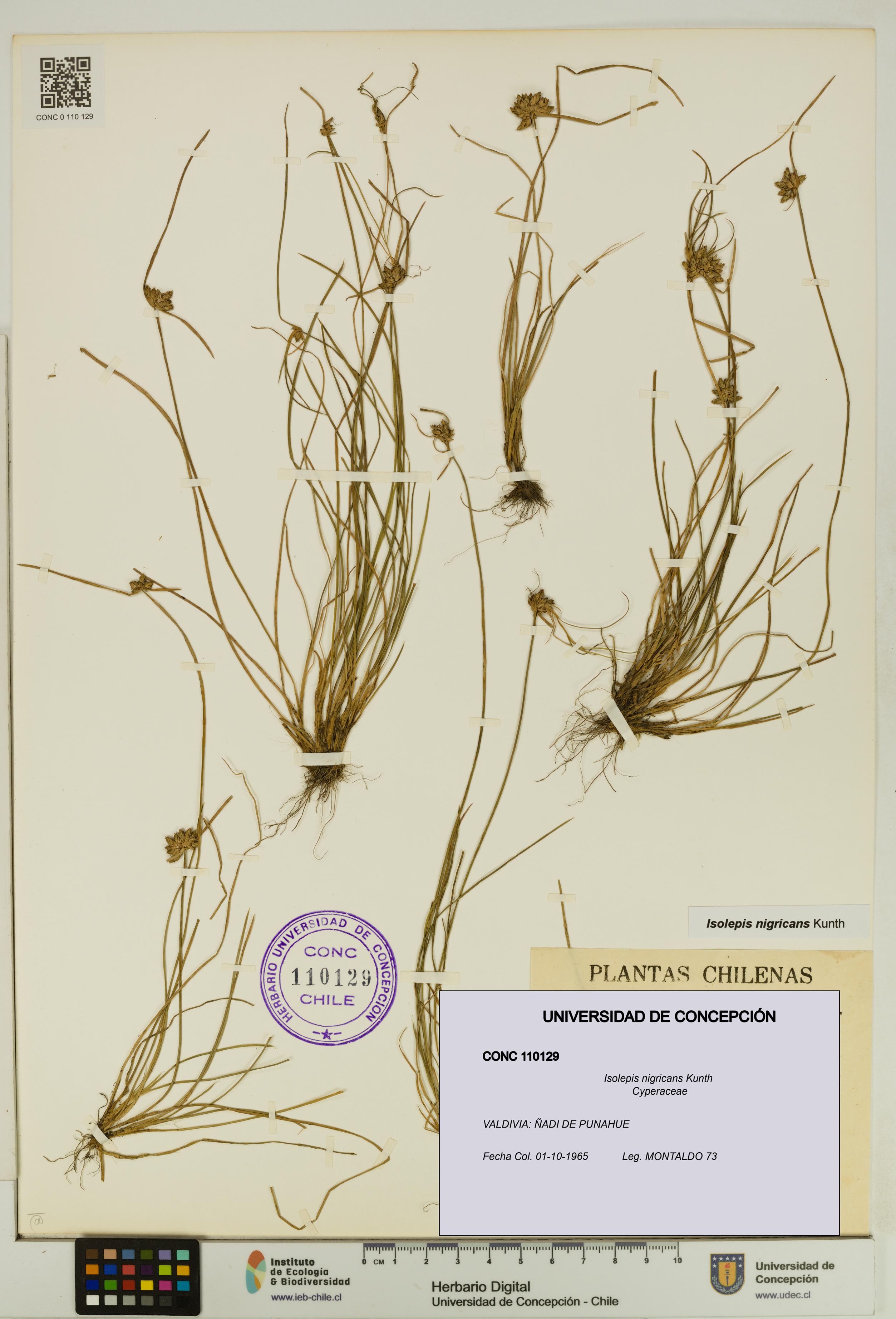 Isolepis nigricans [Espécimen: UDEC:CONC:0110129]