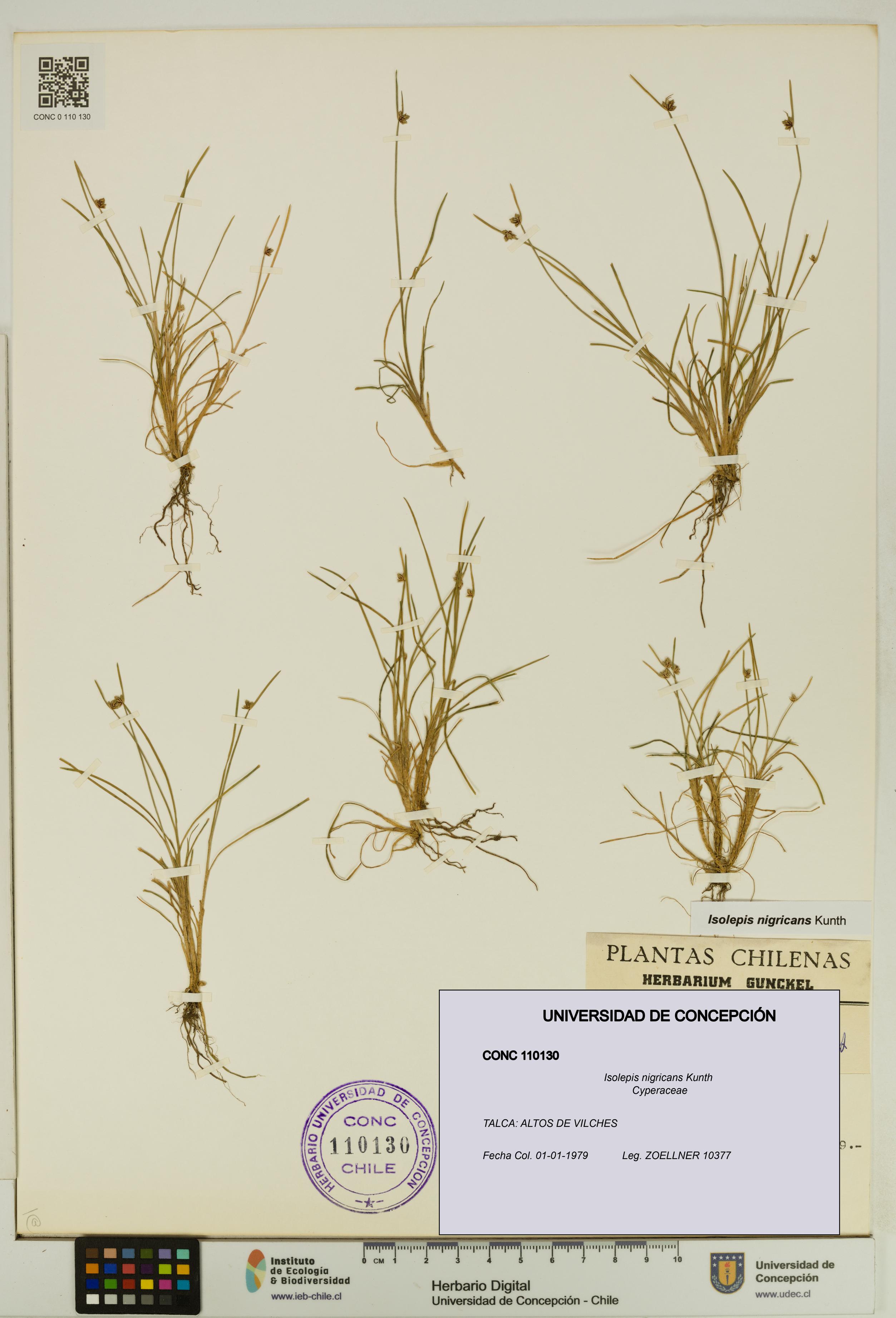Isolepis nigricans [Espécimen: UDEC:CONC:0110130]