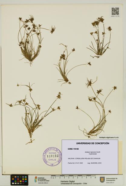 Isolepis nigricans [Espécimen: UDEC:CONC:0110133]