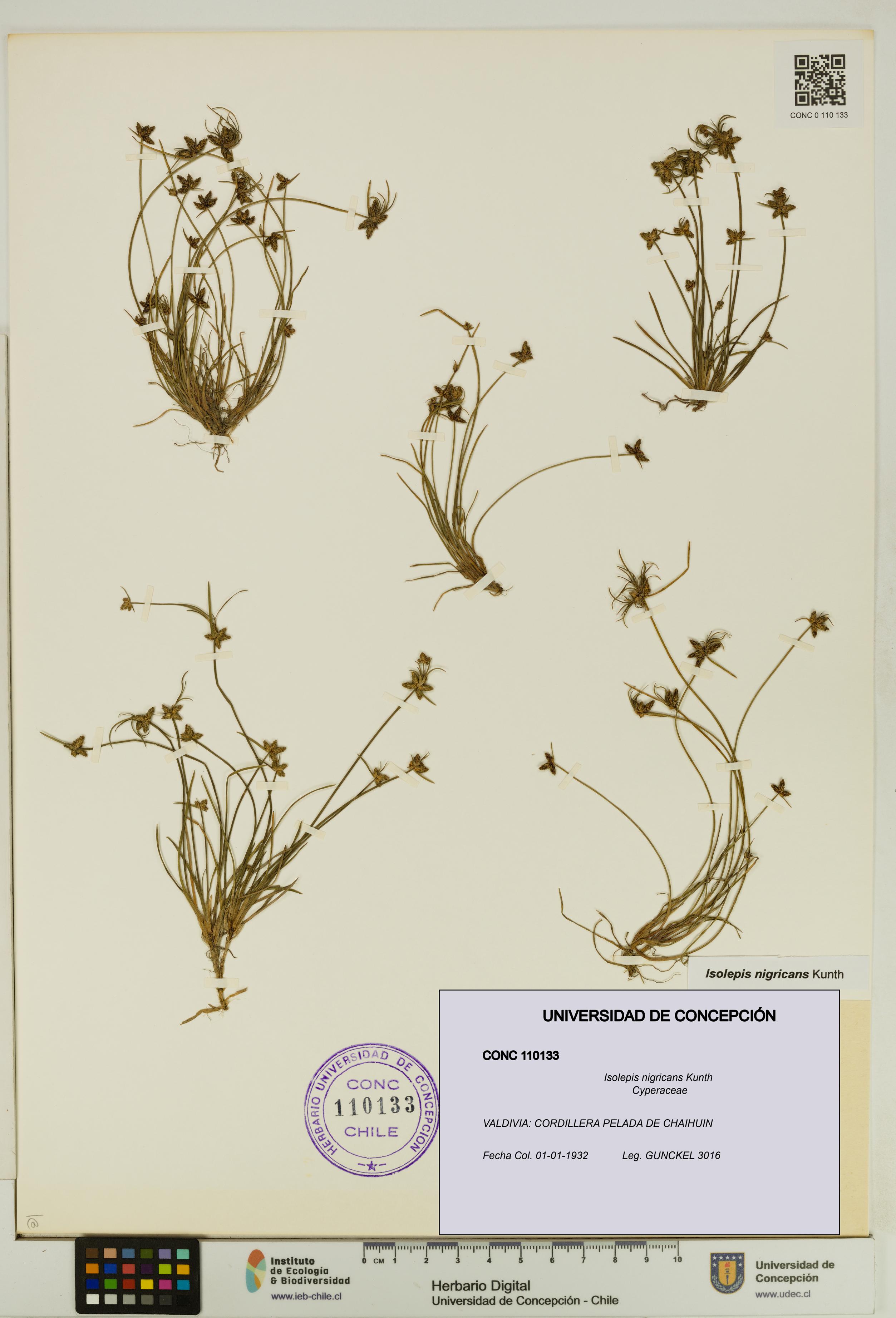 Isolepis nigricans [Espécimen: UDEC:CONC:0110133]